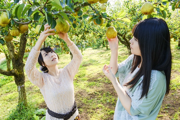 ラフランス狩り