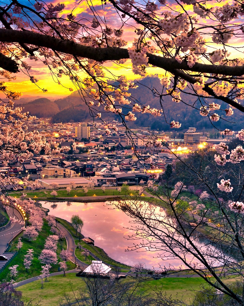 天童公園の桜