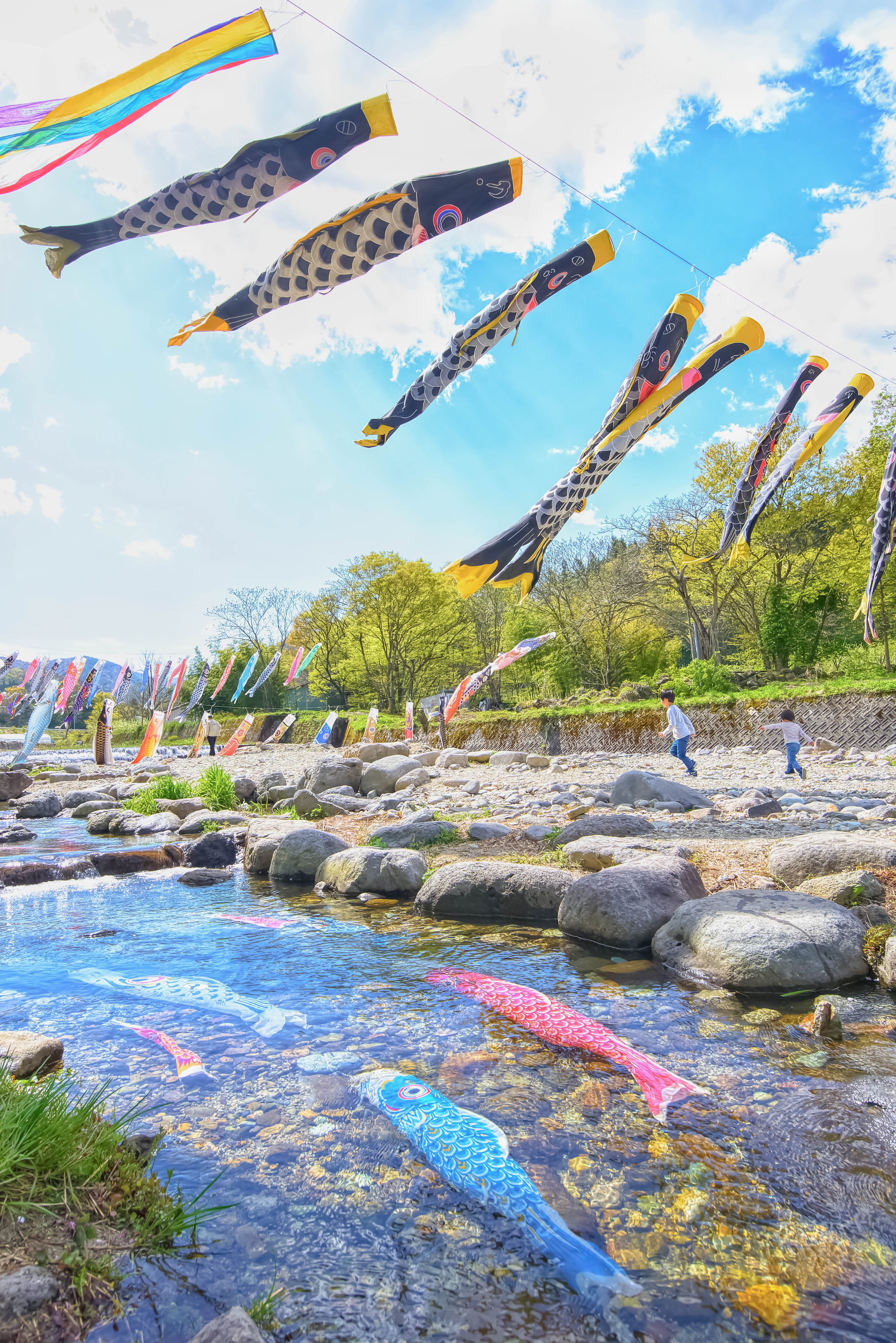 高瀬川のこいのぼり