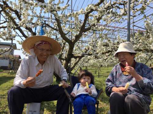 優秀賞「さくらんぼ畑でお花見」