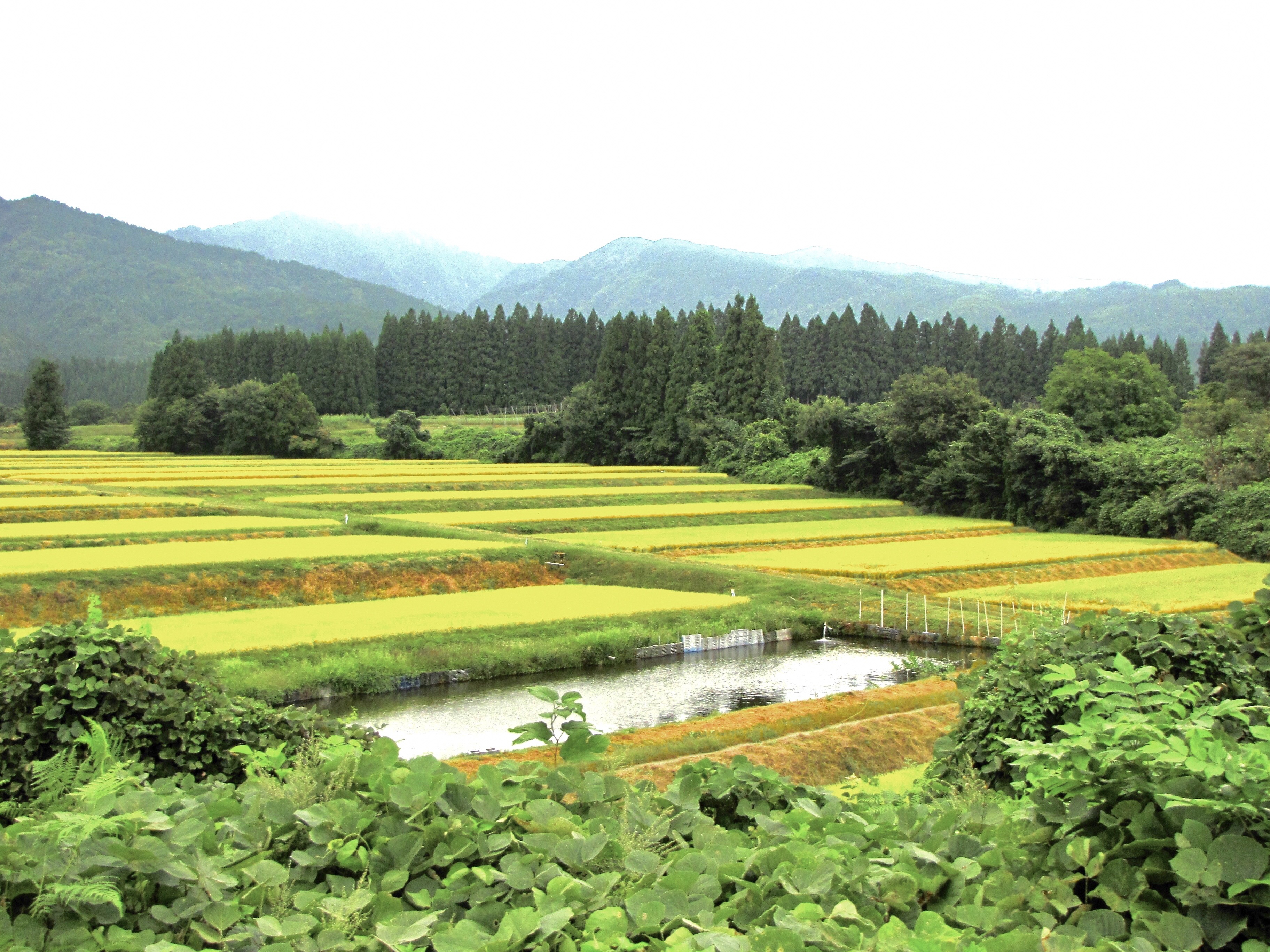 深山の棚田