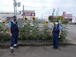 庄内警察署で育てたひまわり