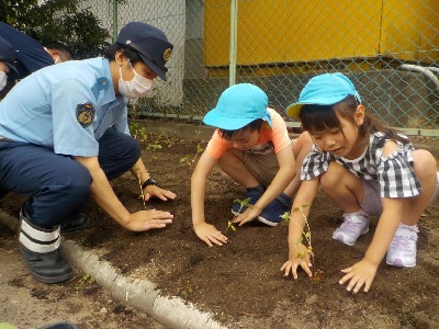 村山ひまわり1