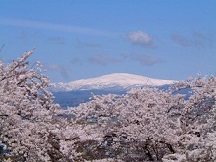 月山と桜