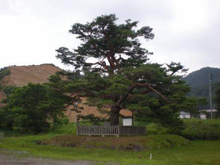 万歳の松（米沢市）