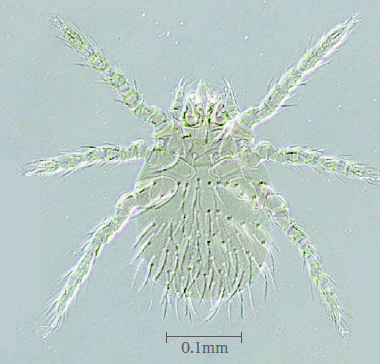 フトゲツツガムシの幼虫