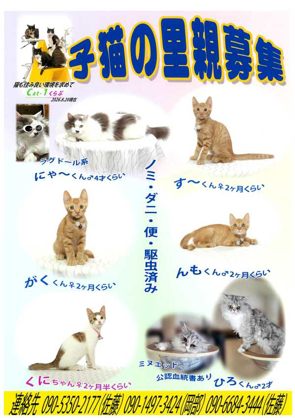 cat1