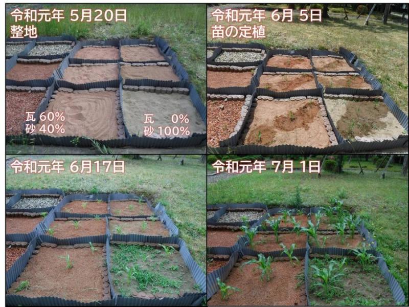 トウモロコシの生育状況1枚目です