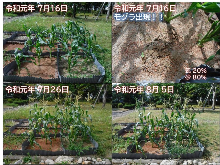 トウモロコシの生育状況2枚目です