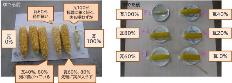 トウモロコシの収穫の様子2枚目です