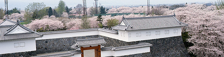 霞城公園大手門の満開の桜