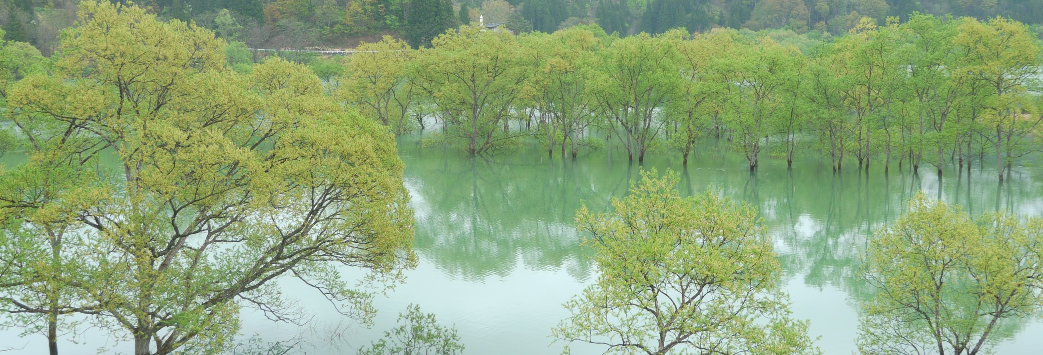 白川湖岸公園水没林